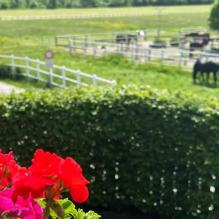 Apartment Rosa-panorama App